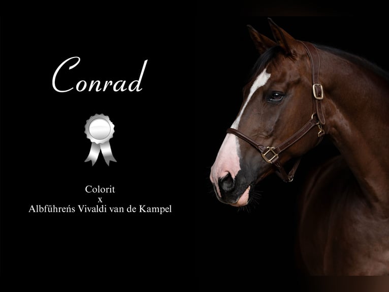 Sportivo Tedesco / Sportivo della Germania Castrone 12 Anni 172 cm Sauro scuro in Fraunberg