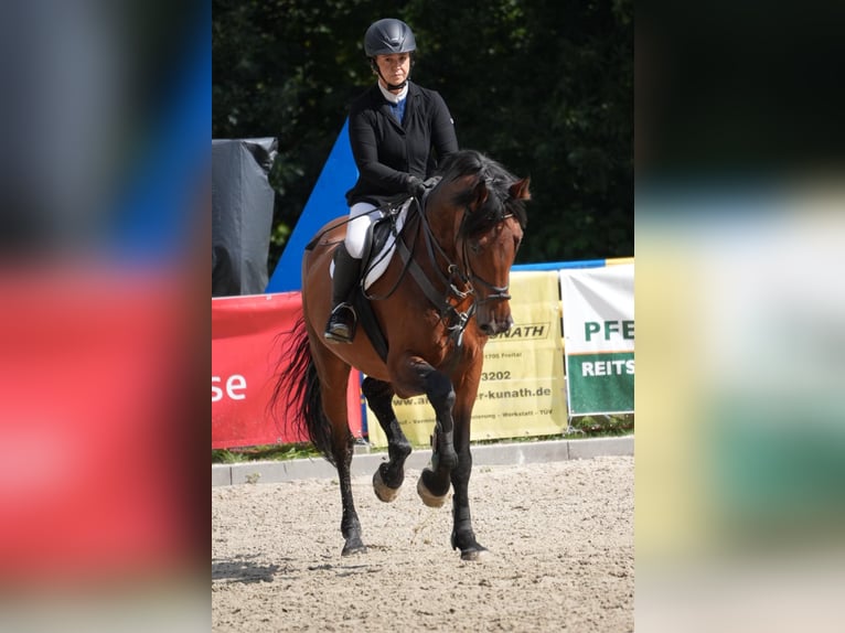 Sportivo Tedesco / Sportivo della Germania Castrone 12 Anni 173 cm Baio in Ostrau
