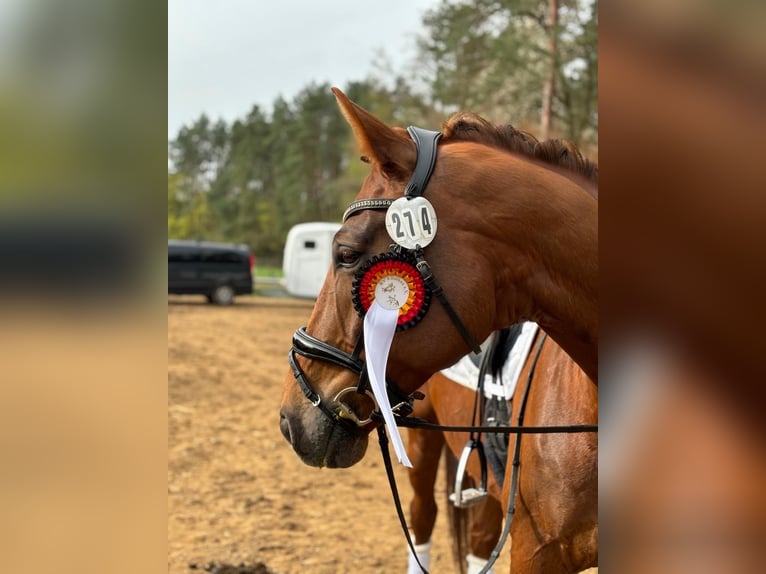 Sportivo Tedesco / Sportivo della Germania Castrone 12 Anni 174 cm Sauro scuro in Berlin