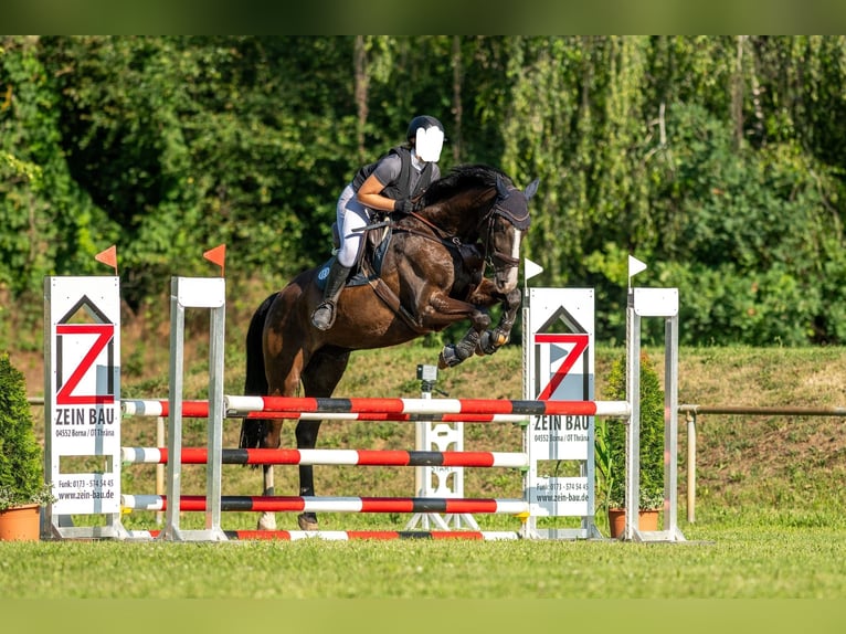 Sportivo Tedesco / Sportivo della Germania Castrone 12 Anni 175 cm Baio nero in Eilenburg