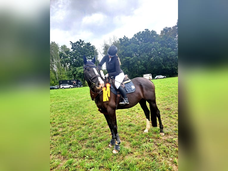 Sportivo Tedesco / Sportivo della Germania Castrone 12 Anni 175 cm Baio nero in Eilenburg