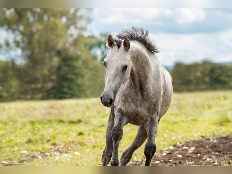 Sportivo Tedesco / Sportivo della Germania Castrone 12 Anni 175 cm Grigio in Artern