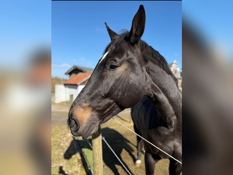 Sportivo Tedesco / Sportivo della Germania Castrone 12 Anni 187 cm Baio nero in Lauterbach