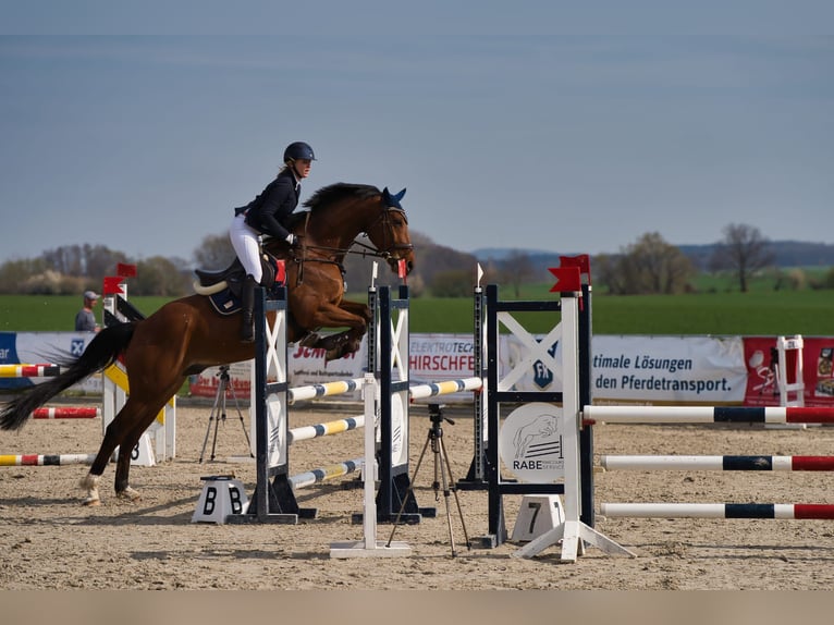 Sportivo Tedesco / Sportivo della Germania Castrone 13 Anni 165 cm Baio in Leisnig Sportivo Tedesco / Sportivo della Germania Castrone 13 Anni 165 cm Baio in Leisnig