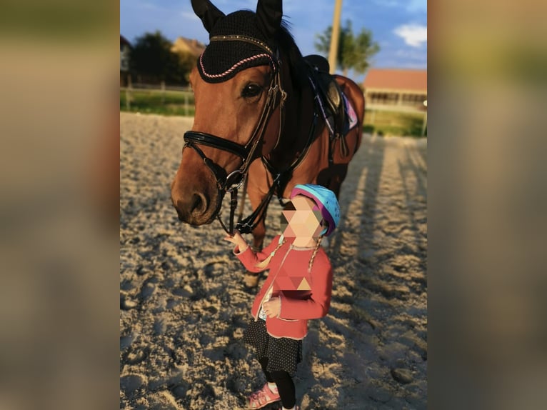 Sportivo Tedesco / Sportivo della Germania Castrone 13 Anni 165 cm Baio in Leisnig Sportivo Tedesco / Sportivo della Germania Castrone 13 Anni 165 cm Baio in Leisnig