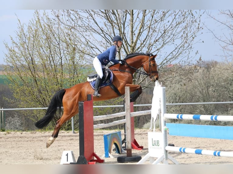 Sportivo Tedesco / Sportivo della Germania Castrone 13 Anni 165 cm Baio in Leisnig Sportivo Tedesco / Sportivo della Germania Castrone 13 Anni 165 cm Baio in Leisnig