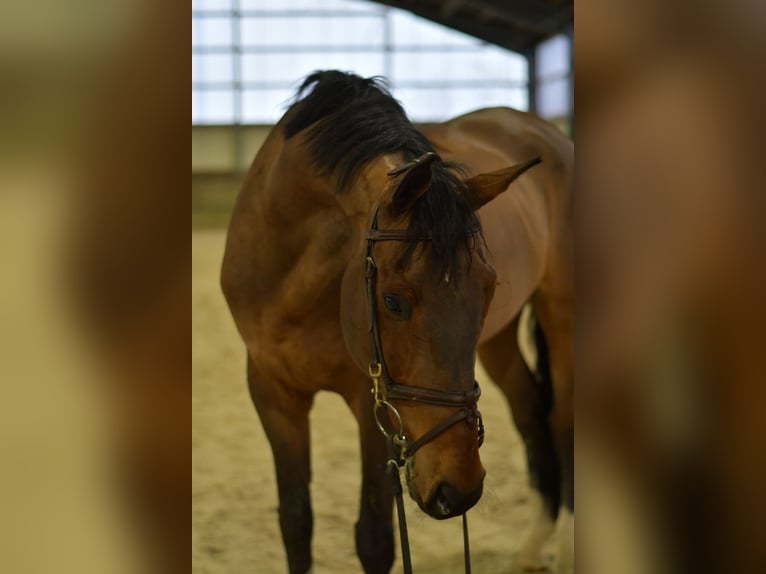 Sportivo Tedesco / Sportivo della Germania Castrone 13 Anni 167 cm Baio in Geilenkirchen
