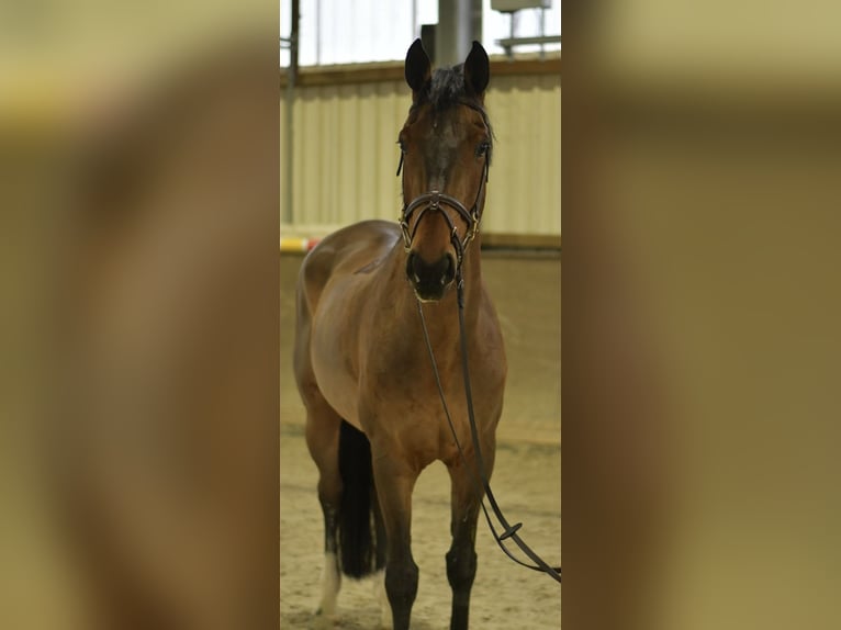 Sportivo Tedesco / Sportivo della Germania Castrone 13 Anni 167 cm Baio in Geilenkirchen