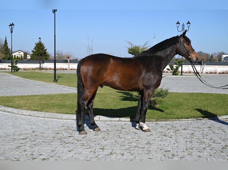 Sportivo Tedesco / Sportivo della Germania Castrone 13 Anni 168 cm Baio in Je&#x17C;&#xF3;w