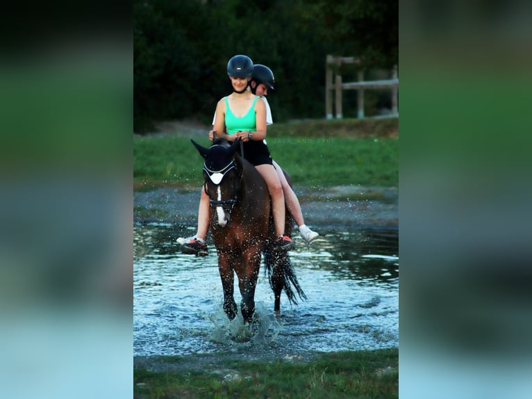 Sportivo Tedesco / Sportivo della Germania Castrone 13 Anni 168 cm Baio in Göttingen