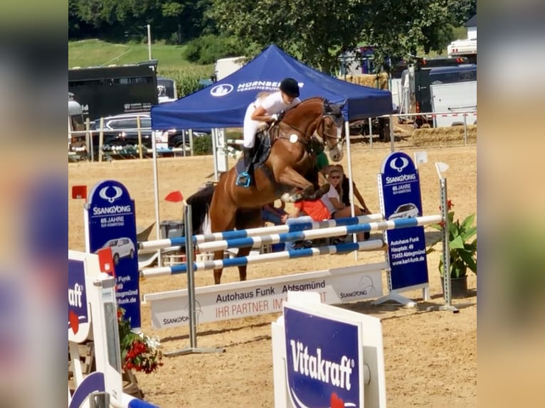 Sportivo Tedesco / Sportivo della Germania Castrone 13 Anni 168 cm Baio ciliegia in Andebu