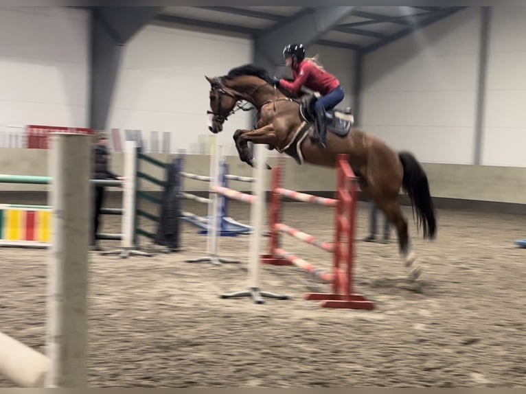 Sportivo Tedesco / Sportivo della Germania Castrone 13 Anni 168 cm Baio ciliegia in Andebu