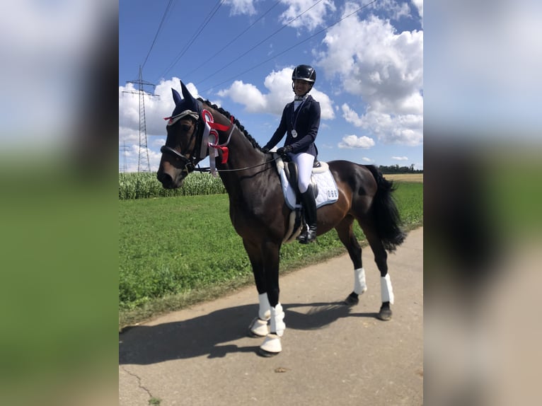 Sportivo Tedesco / Sportivo della Germania Castrone 13 Anni 168 cm Baio scuro in Aislingen