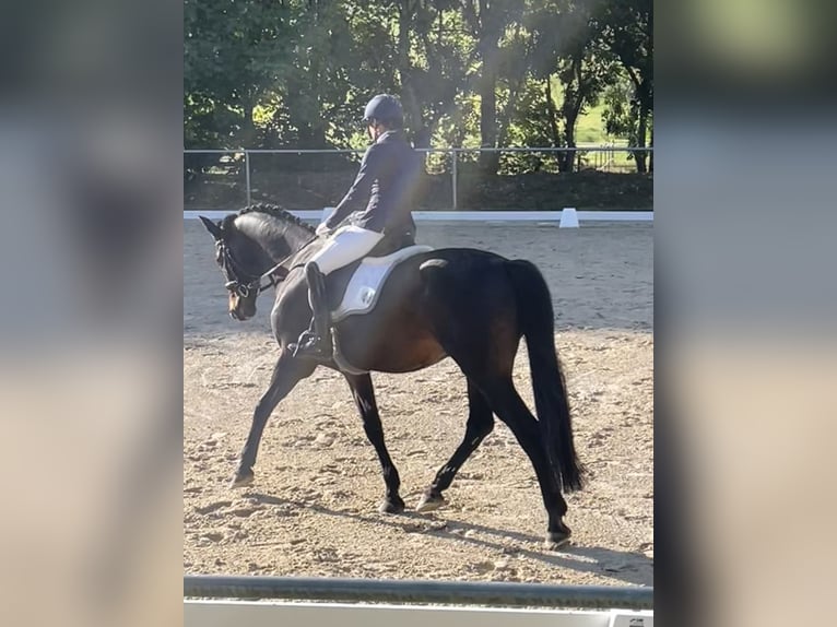 Sportivo Tedesco / Sportivo della Germania Castrone 13 Anni 168 cm Baio scuro in Aislingen