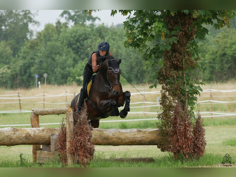 Sportivo Tedesco / Sportivo della Germania Castrone 13 Anni 168 cm Baio scuro in Aislingen