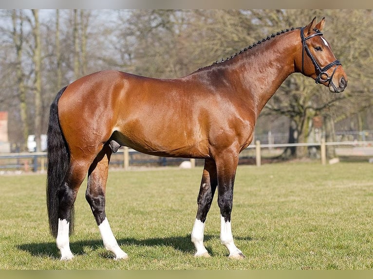 Sportivo Tedesco / Sportivo della Germania Castrone 13 Anni 169 cm Baio scuro in Fehrbellin