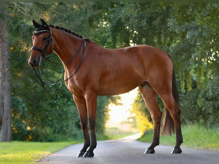 Sportivo Tedesco / Sportivo della Germania Castrone 13 Anni 170 cm Baio in Weyhe