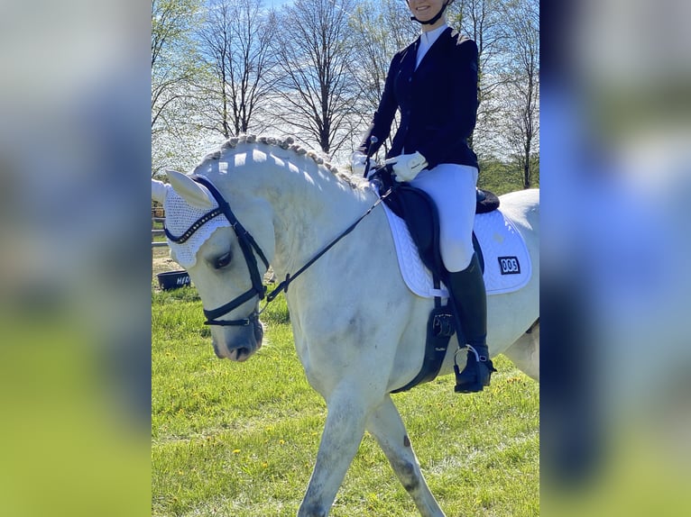 Sportivo Tedesco / Sportivo della Germania Castrone 13 Anni 170 cm Grigio in Ravensburg