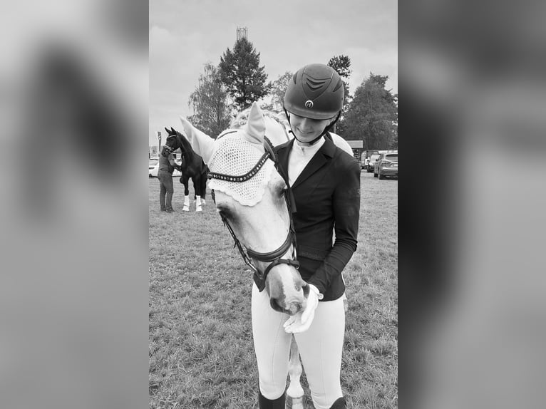 Sportivo Tedesco / Sportivo della Germania Castrone 13 Anni 170 cm Grigio in Ravensburg