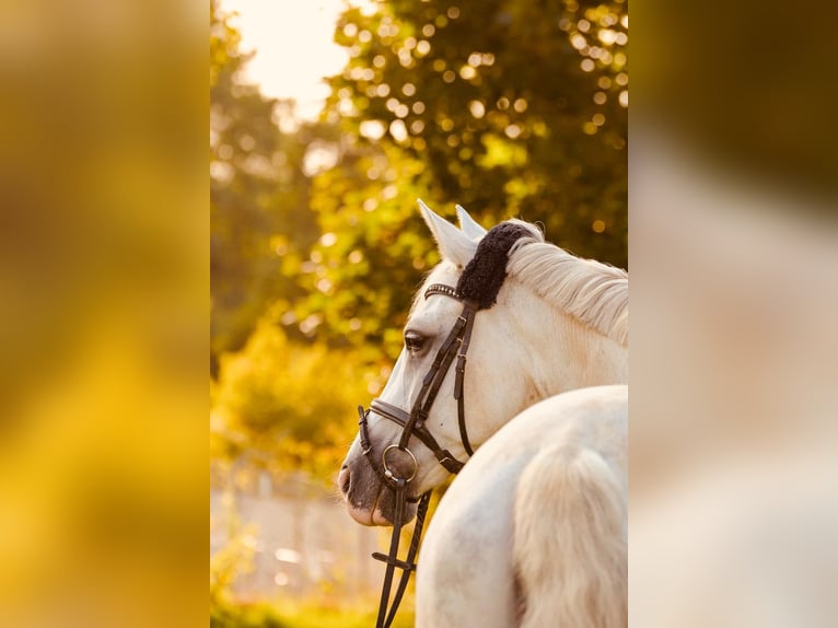 Sportivo Tedesco / Sportivo della Germania Castrone 13 Anni 170 cm Grigio in Ravensburg