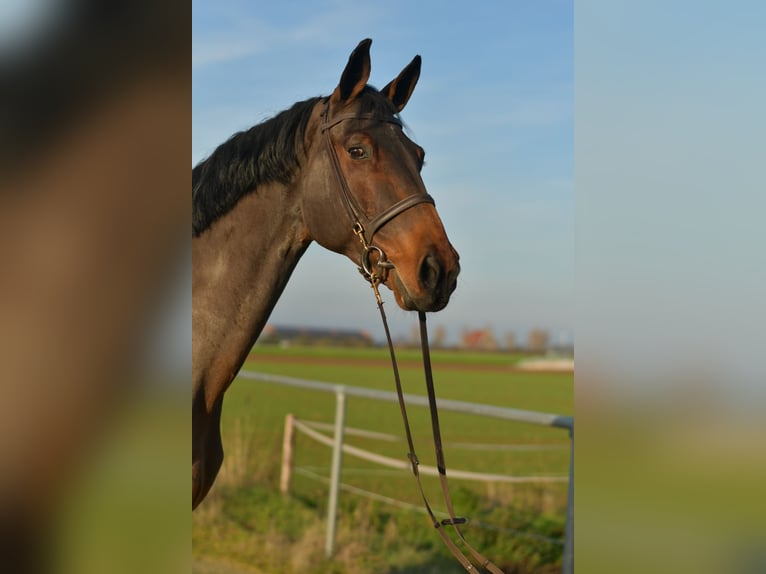 Sportivo Tedesco / Sportivo della Germania Castrone 13 Anni 175 cm Baio in Geilenkirchen