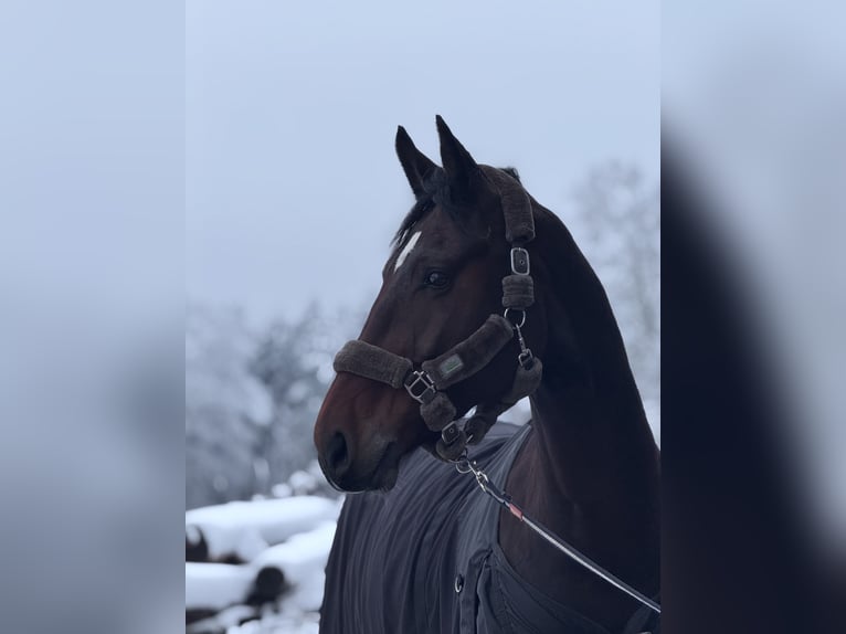 Sportivo Tedesco / Sportivo della Germania Castrone 13 Anni 178 cm Baio in Aachen