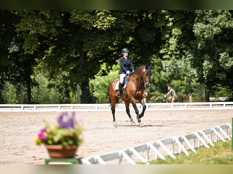 Sportivo Tedesco / Sportivo della Germania Castrone 13 Anni 179 cm Baio scuro in Leipzig