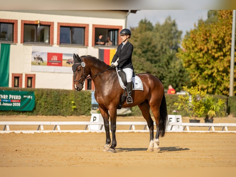 Sportivo Tedesco / Sportivo della Germania Castrone 13 Anni 179 cm Baio scuro in Leipzig