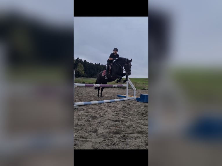 Sportivo Tedesco / Sportivo della Germania Mix Castrone 14 Anni 155 cm Morello in LoßburgLoßburg