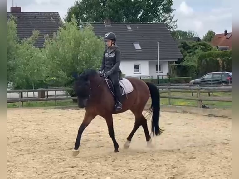 Sportivo Tedesco / Sportivo della Germania Castrone 14 Anni 161 cm Baio in Hilden