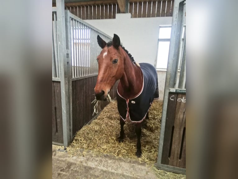 Sportivo Tedesco / Sportivo della Germania Castrone 14 Anni 164 cm Baio in Leisnig