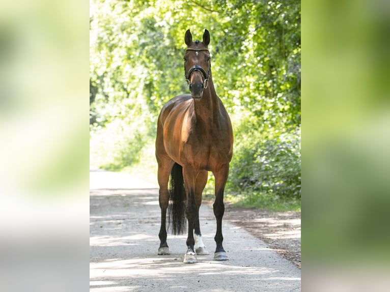 Sportivo Tedesco / Sportivo della Germania Castrone 14 Anni 168 cm Baio in Ruppertshofen