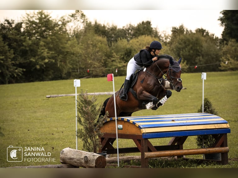 Sportivo Tedesco / Sportivo della Germania Castrone 14 Anni 168 cm Baio in Ruppertshofen