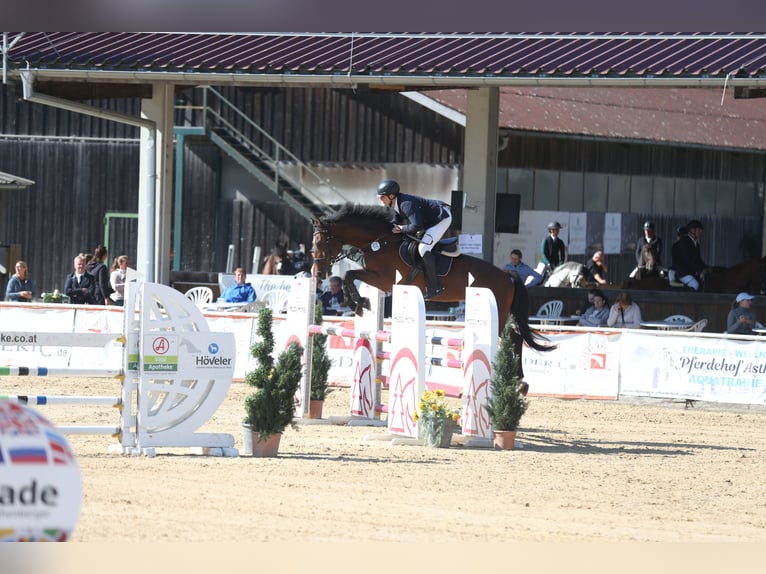 Sportivo Tedesco / Sportivo della Germania Castrone 14 Anni 170 cm Baio in Löbnitz