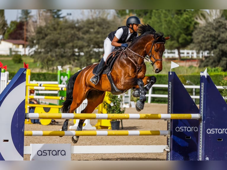 Sportivo Tedesco / Sportivo della Germania Castrone 14 Anni 170 cm Baio ciliegia in Madrid Sportivo Tedesco / Sportivo della Germania Castrone 14 Anni 170 cm Baio ciliegia in Madrid