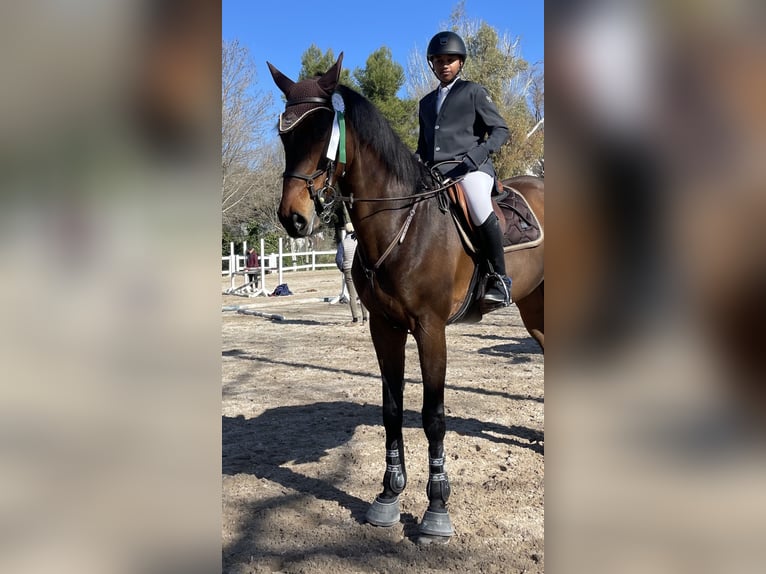 Sportivo Tedesco / Sportivo della Germania Castrone 14 Anni 170 cm Baio ciliegia in Madrid Sportivo Tedesco / Sportivo della Germania Castrone 14 Anni 170 cm Baio ciliegia in Madrid