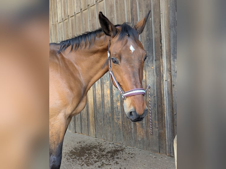 Sportivo Tedesco / Sportivo della Germania Castrone 14 Anni 175 cm Baio in Herford