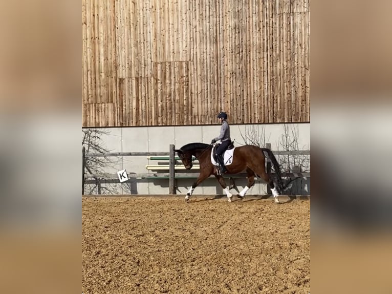 Sportivo Tedesco / Sportivo della Germania Castrone 15 Anni 167 cm Baio in Bruck