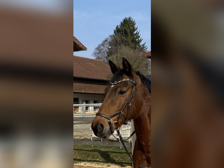Sportivo Tedesco / Sportivo della Germania Castrone 15 Anni 167 cm Baio in Bruck
