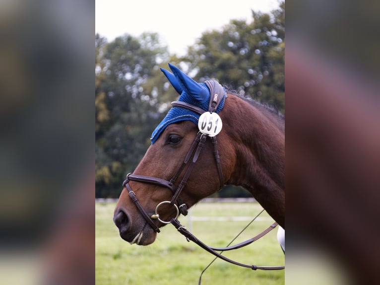 Sportivo Tedesco / Sportivo della Germania Castrone 15 Anni 167 cm Baio in Jahnsdorf/Erzgebirge