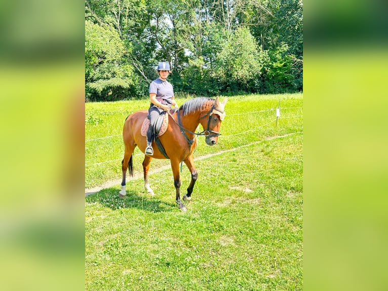 Sportivo Tedesco / Sportivo della Germania Castrone 15 Anni 167 cm Baio in Teuchern