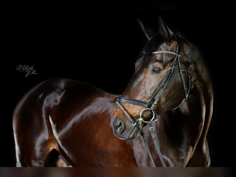 Sportivo Tedesco / Sportivo della Germania Castrone 15 Anni 168 cm Baio scuro in Radolfzell am Bodensee