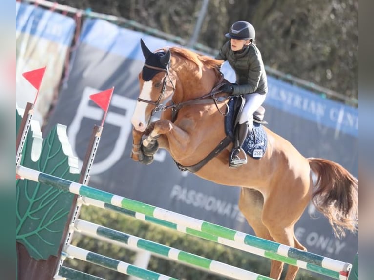 Sportivo Tedesco / Sportivo della Germania Castrone 15 Anni in Cerbaia