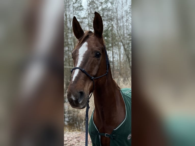 Sportivo Tedesco / Sportivo della Germania Castrone 16 Anni 163 cm Sauro scuro in Erlangen