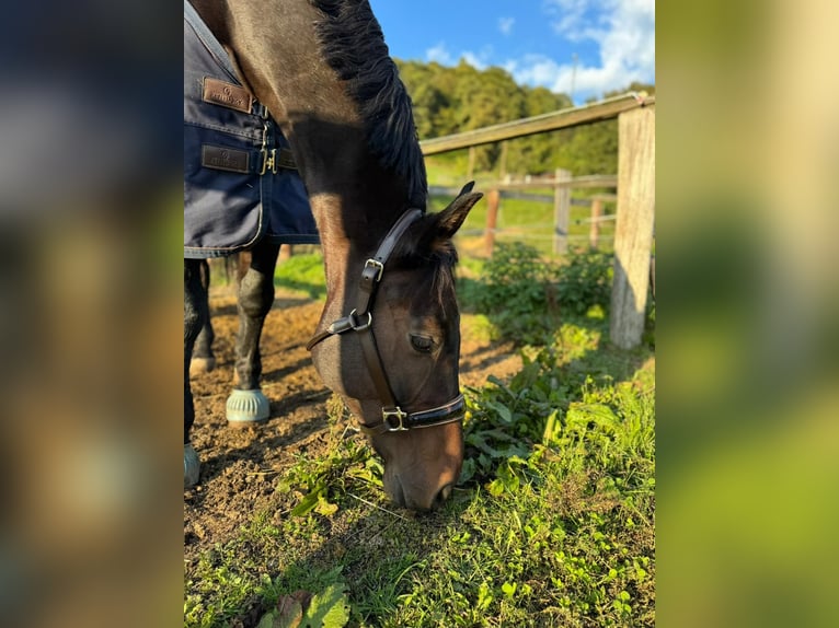 Sportivo Tedesco / Sportivo della Germania Castrone 16 Anni 165 cm Baio scuro in Klein-Preding
