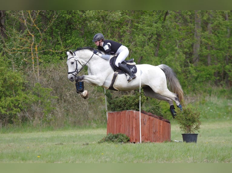 Sportivo Tedesco / Sportivo della Germania Castrone 16 Anni 165 cm Grigio in Bad Bibra