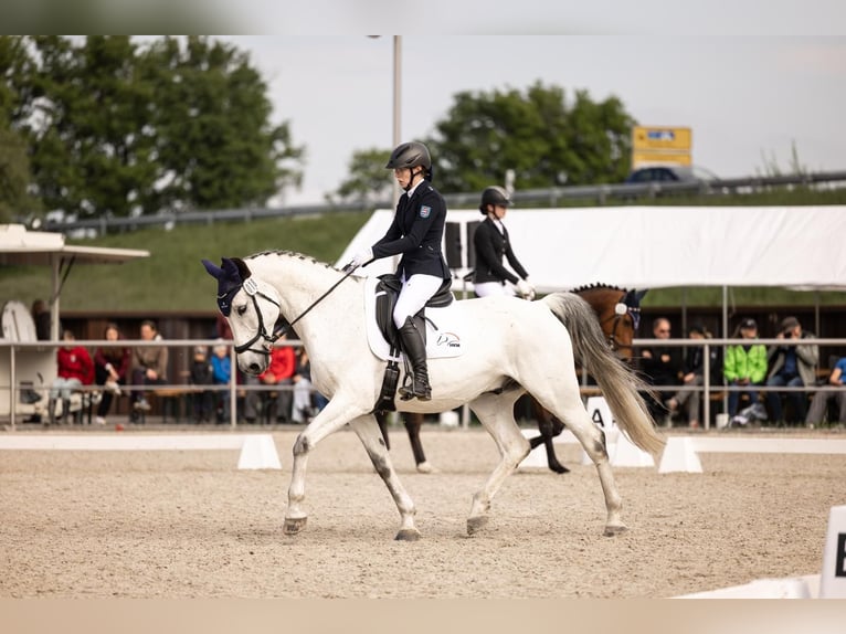 Sportivo Tedesco / Sportivo della Germania Castrone 16 Anni 165 cm Grigio in Bad Bibra