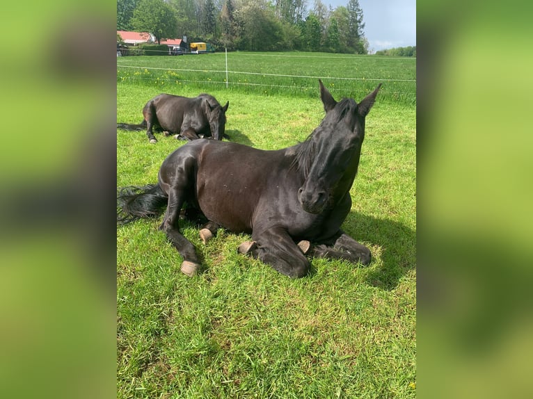 Sportivo Tedesco / Sportivo della Germania Castrone 16 Anni 168 cm Morello in Rennerod Sportivo Tedesco / Sportivo della Germania Castrone 16 Anni 168 cm Morello in Rennerod