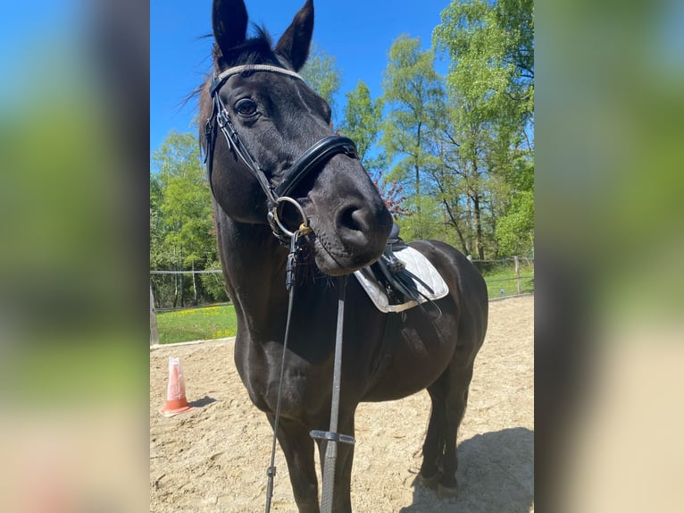 Sportivo Tedesco / Sportivo della Germania Castrone 16 Anni 168 cm Morello in Rennerod Sportivo Tedesco / Sportivo della Germania Castrone 16 Anni 168 cm Morello in Rennerod