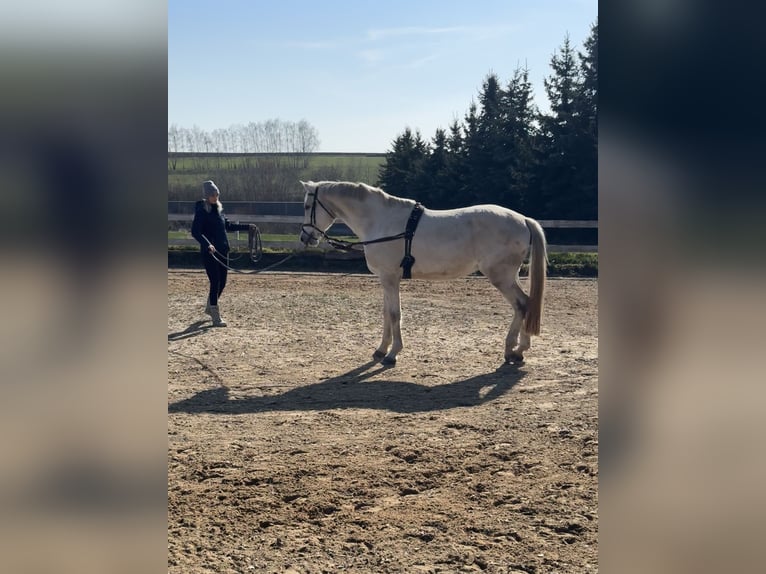 Sportivo Tedesco / Sportivo della Germania Castrone 16 Anni 169 cm Grigio in Jahnsdorf/ErzgebirgeLeukersdorf